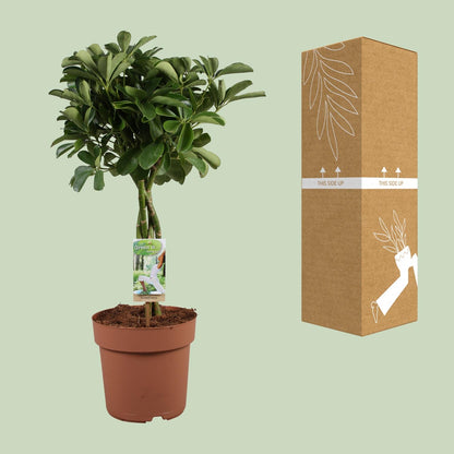 Schefflera Arboricola Nora – pflegeleichte Zimmerpflanze Ø21cm