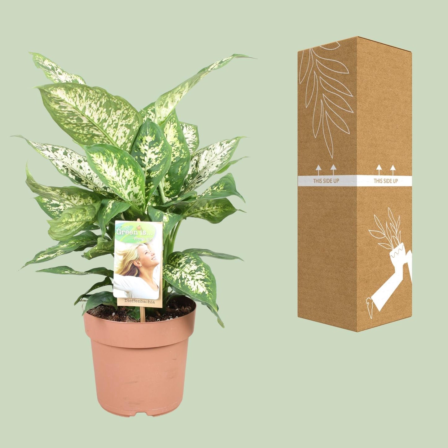 Dieffenbachie 'Compacta' – 45 cm pflegeleichte Zimmerpflanze
