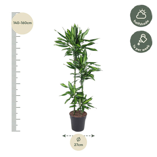 Dracaena Cintho – 150 cm, pflegeleichte Zimmerpflanze