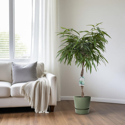 Ficus Mahori – Elegante, pflegeleichte Zimmerpflanze 120 cm
