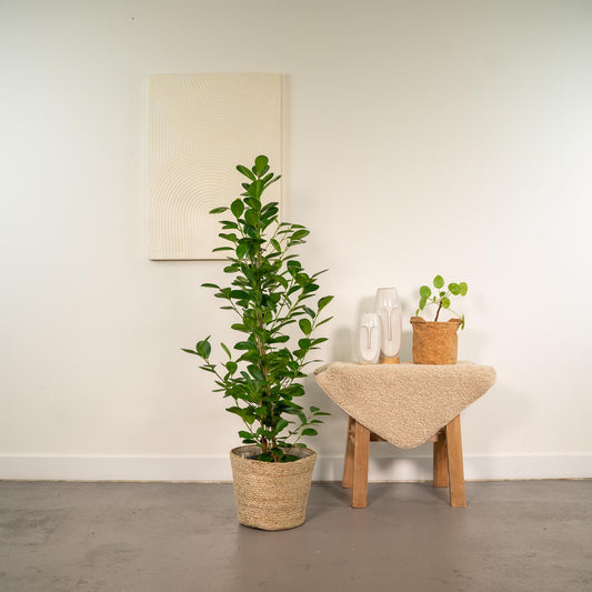 Ficus microcarpa Moclame – Luftreinigende Zimmerpflanze Ø21cm