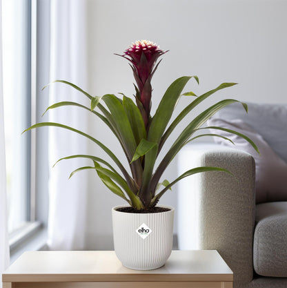 Guzmania Fransesca – Farbenfrohe, pflegeleichte Zimmerpflanze Ø12cm