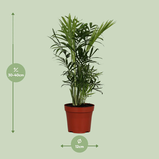 Zwergpalme Chamaedorea Elegans – 40 cm pflegeleicht