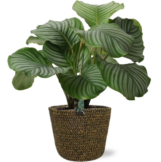 Calathea Orbifolia mit Selin Keramiktopf Ø22cm Schwarz