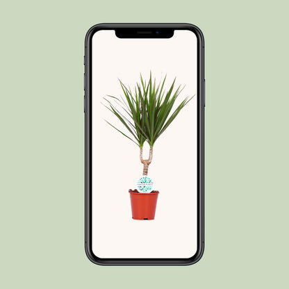 Dracaena Marginata – Pflegeleichte Zimmerpflanze Ø14cm