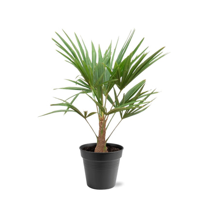Trachycarpus Fortunei Palme – 90-100 cm, Ø 21 cm Topf