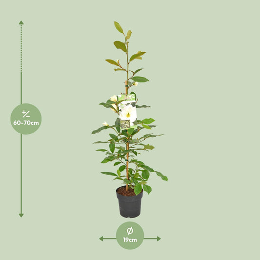Michelia Fairy Magnolia Cream – Elfen-Magnolie 70 cm