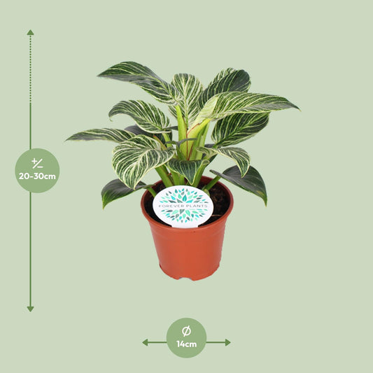 Philodendron Birkin – Pflegeleichte Design-Zimmerpflanze Ø14cm