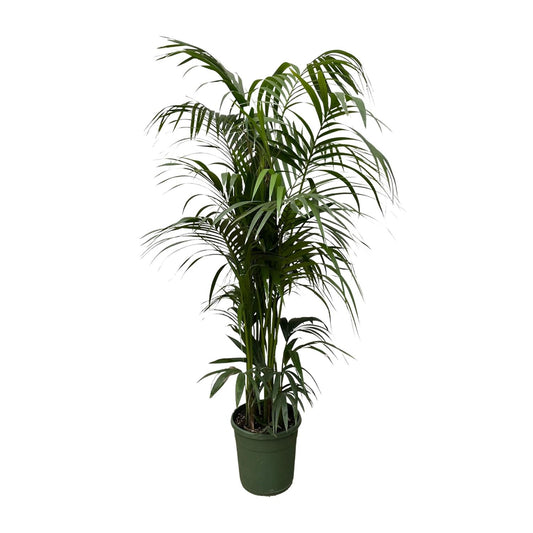 Kentia-Palme – Elegante und pflegeleichte Zimmerpflanze