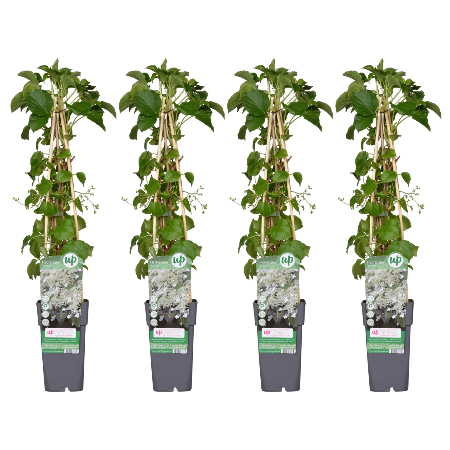 Hydrangea petiolaris – Klimhortensie, 65 cm, Ø15 cm