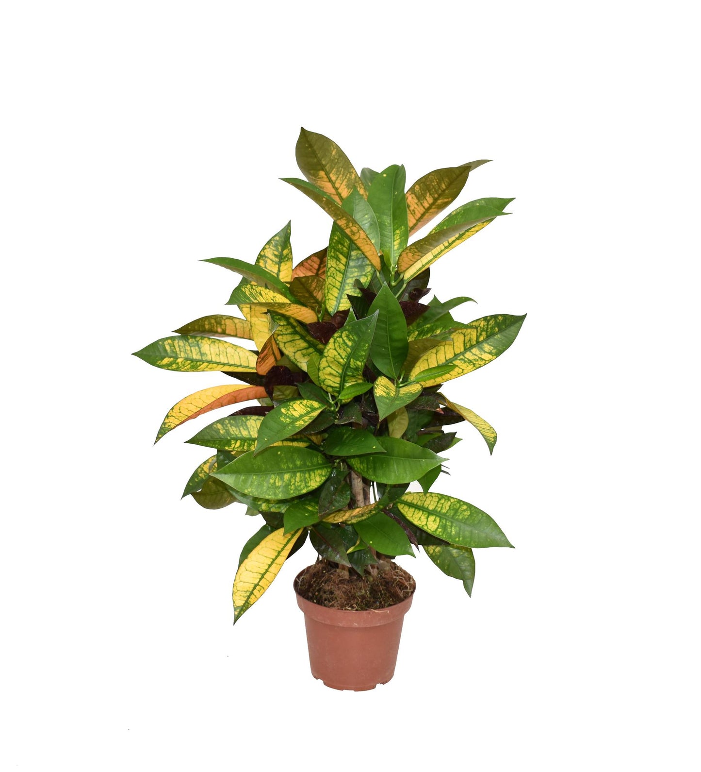 Croton Mrs. Iceton – Pflegeleichte Zimmerpflanze Ø14cm