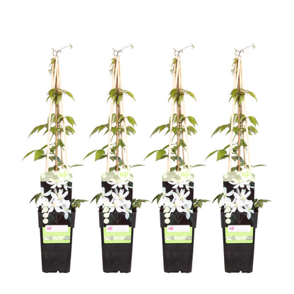 4x Clematis Montana 'Grandiflora' – Blühende Kletterpflanze Ø15cm