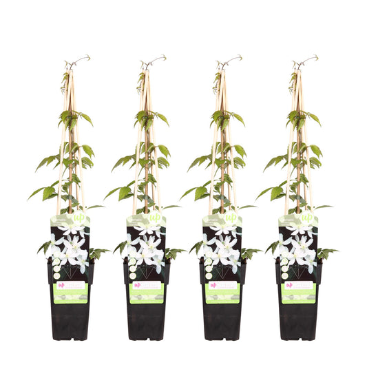4x Clematis Montana 'Grandiflora' – Blühende Kletterpflanze Ø15cm