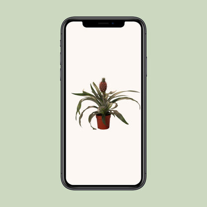 Ananas-Pflanze Rosita – Ø12cm, 35cm Höhe, pflegeleicht