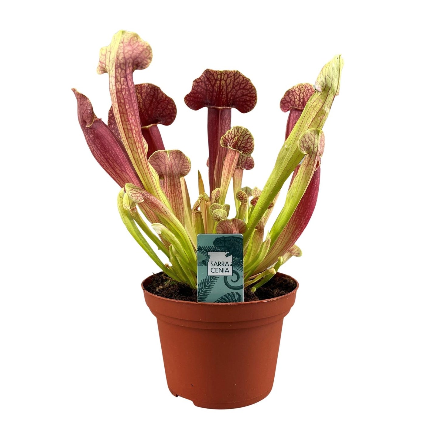Sarracenia Barba – Schlauchpflanze Ø12 cm, Höhe 25 cm