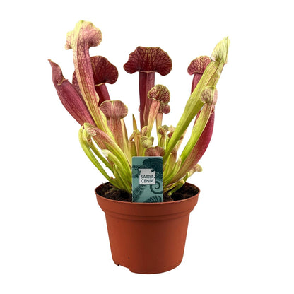 Sarracenia Barba – Schlauchpflanze Ø12 cm, Höhe 25 cm