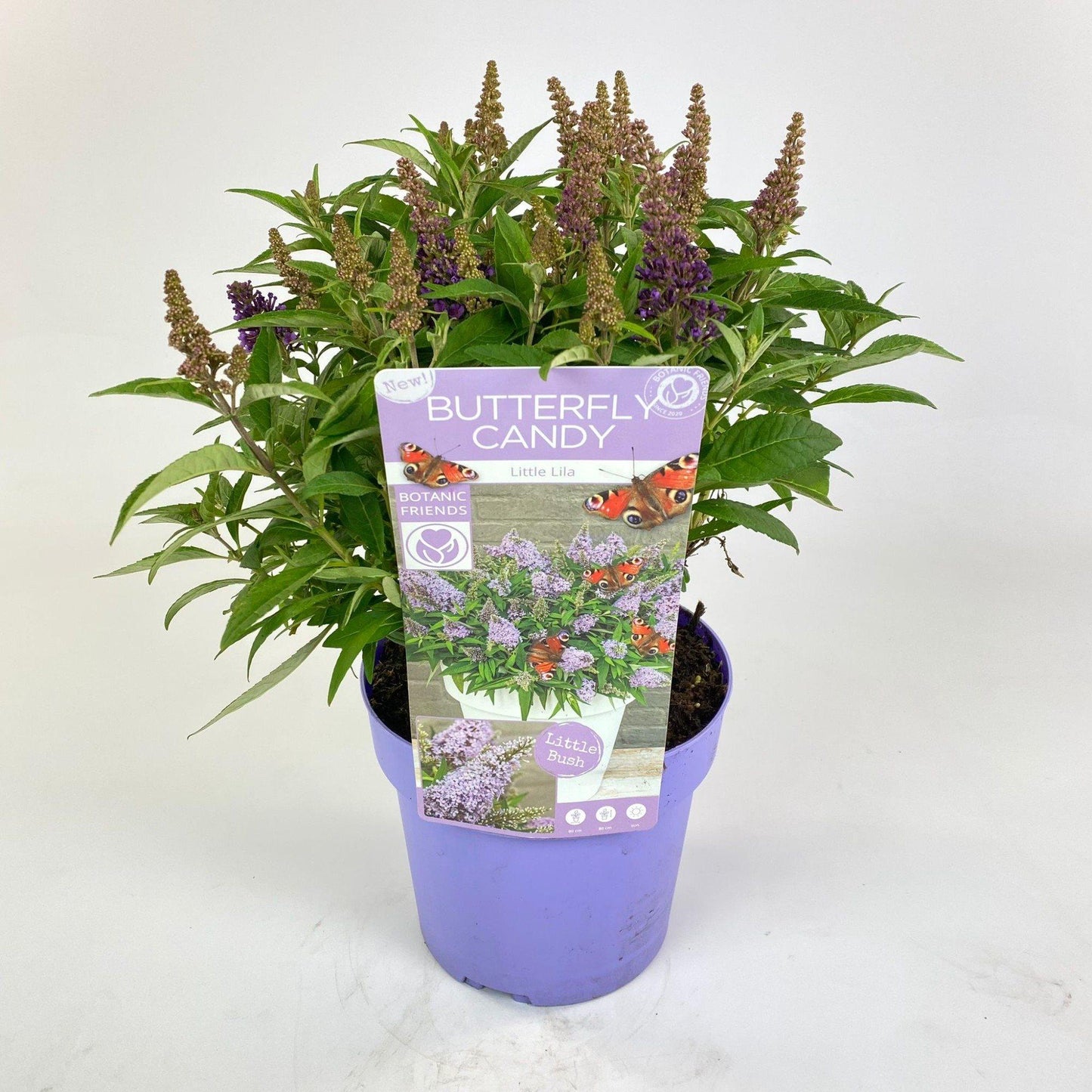 Buddleja davidii 'Butterfly Candy Little Lila' – kompakter Schmetterlingsflieder Ø19cm