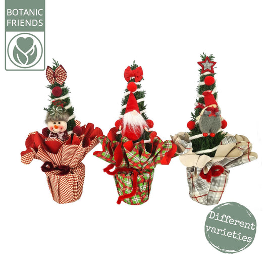 Chamaecyparis Ellwoodii Christmas Friends – 3er-Set, Ø11cm, ca. 35cm hoch