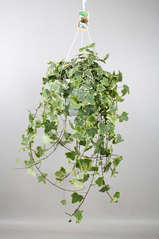 Efeu 'Gold Child' XXL – Pflegeleichte Hängepflanze Ø24cm