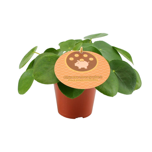 Pilea Peperomioides – Pflegeleichte Zimmerpflanze Ø12 cm