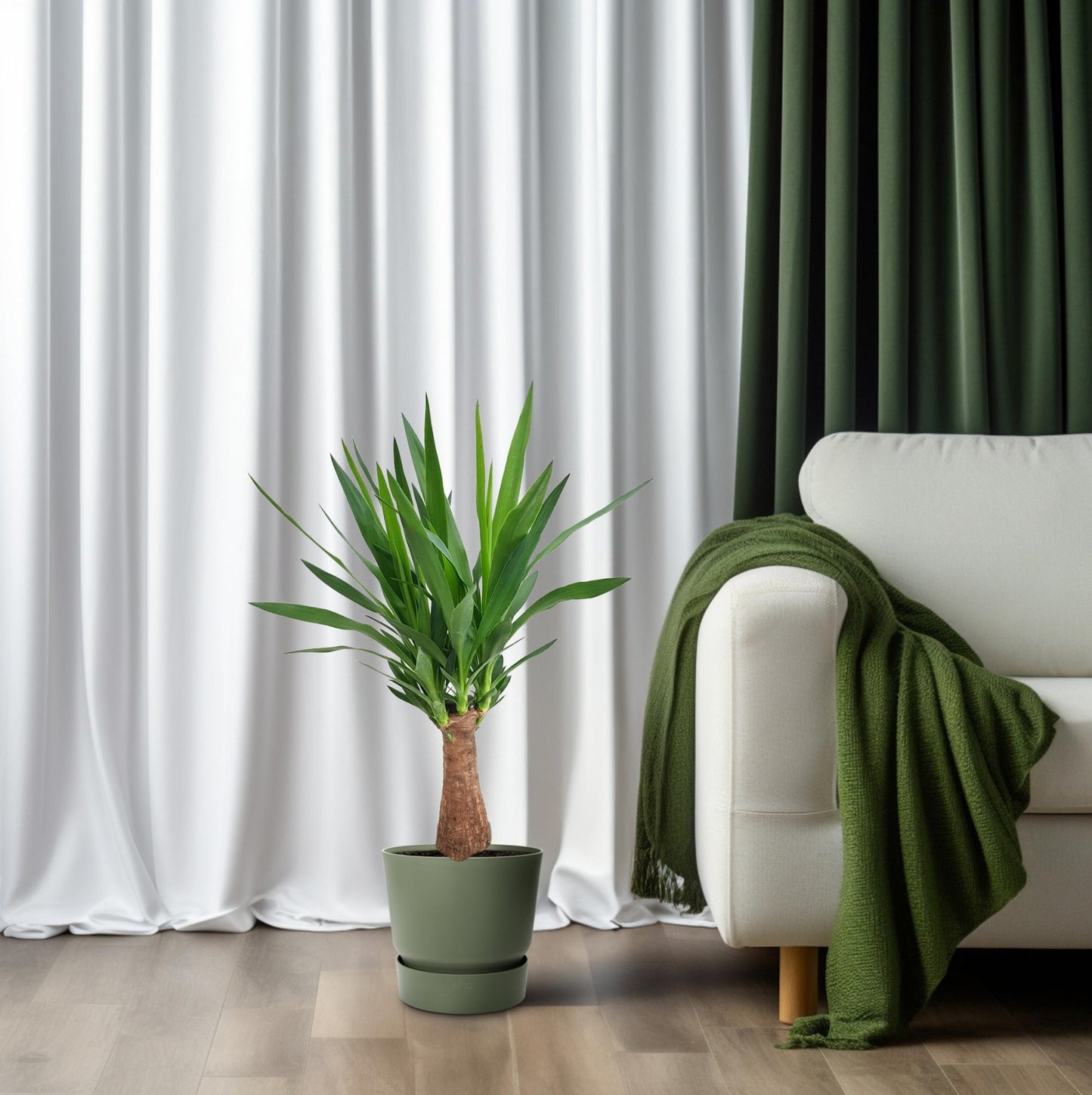 Yucca 'Maya Tree' – Pflegeleichte Zimmerpflanze Ø19cm, 80cm hoch
