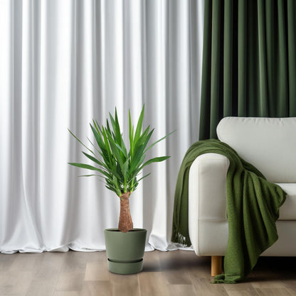 Yucca 'Maya Tree' – Pflegeleichte Zimmerpflanze Ø19cm, 80cm hoch