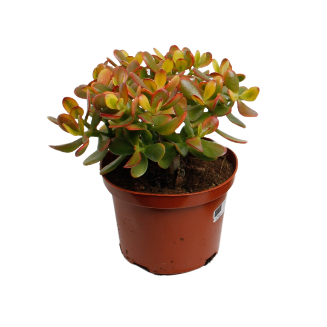 Crassula Ovata Sunset – Pflegeleichte Sukkulente Ø17cm