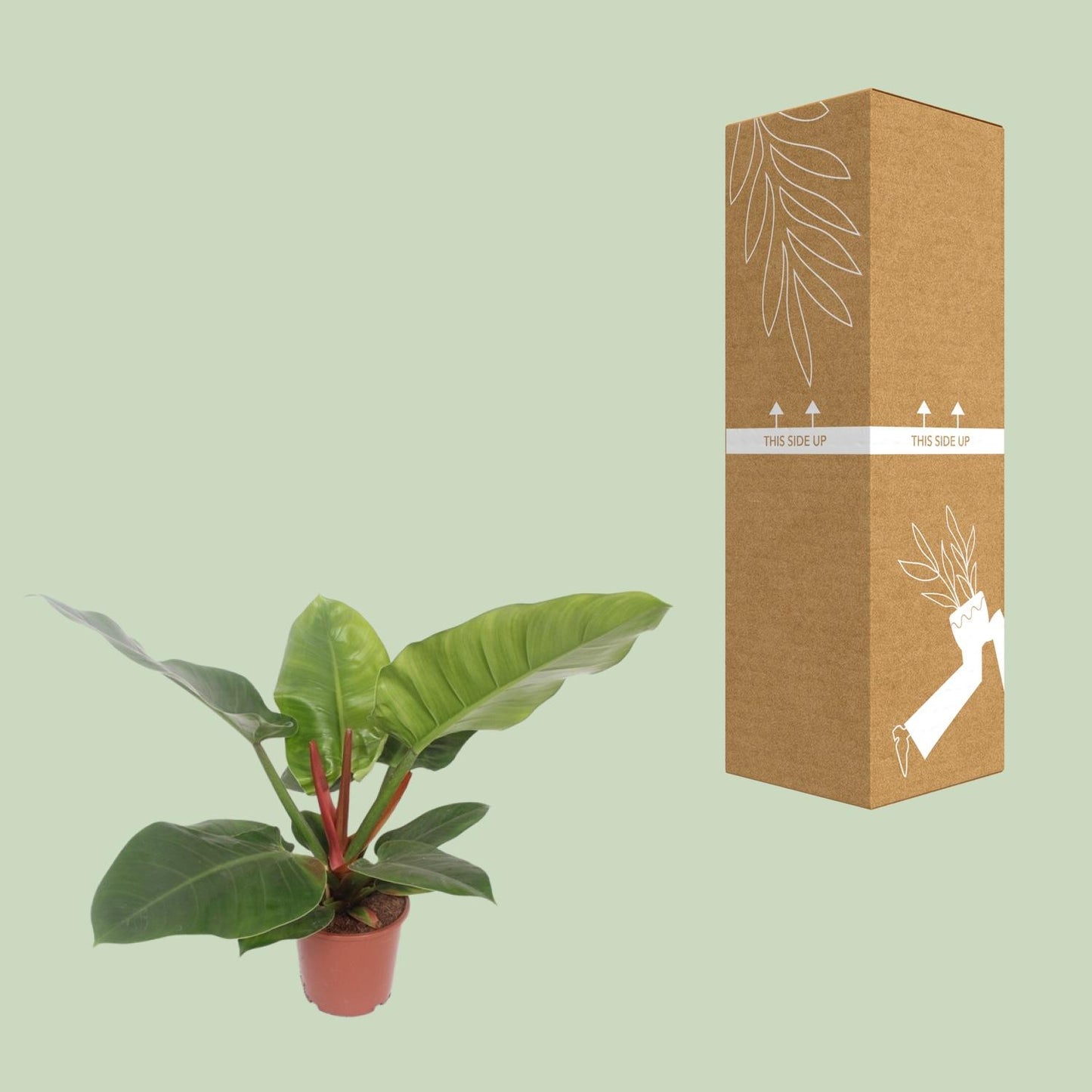 Philodendron Imperial Green – 60 cm pflegeleichte Zimmerpflanze