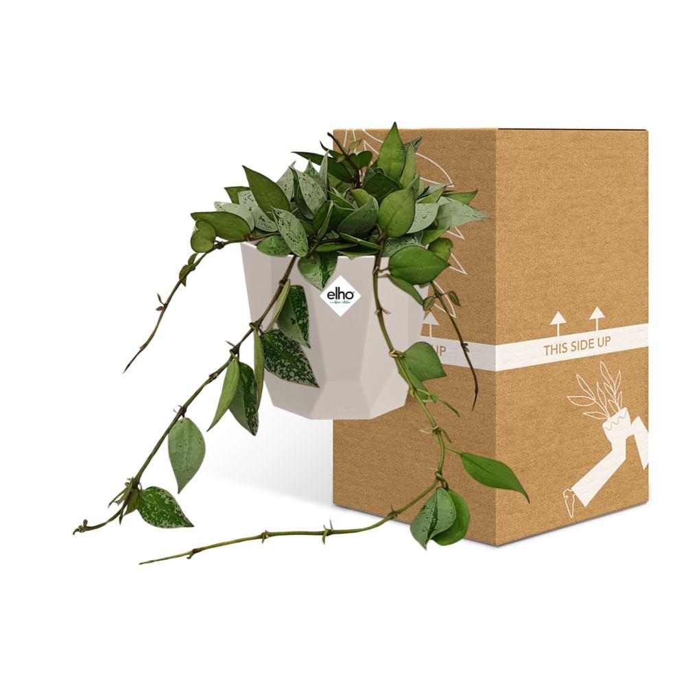 Hoya Krohniana Eskimo – Pflegeleichte Wachsblume 14 cm