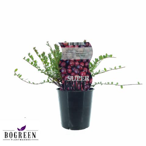 Preiselbeere Early Black – kompakter Beerenstrauch Ø12cm