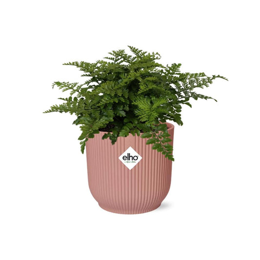 Asplenium Parvati Farn in ELHO Vibes Fold 14cm rosa