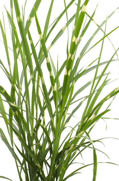 Miscanthus sinensis Strictus – Zebra Ziergras Ø23cm