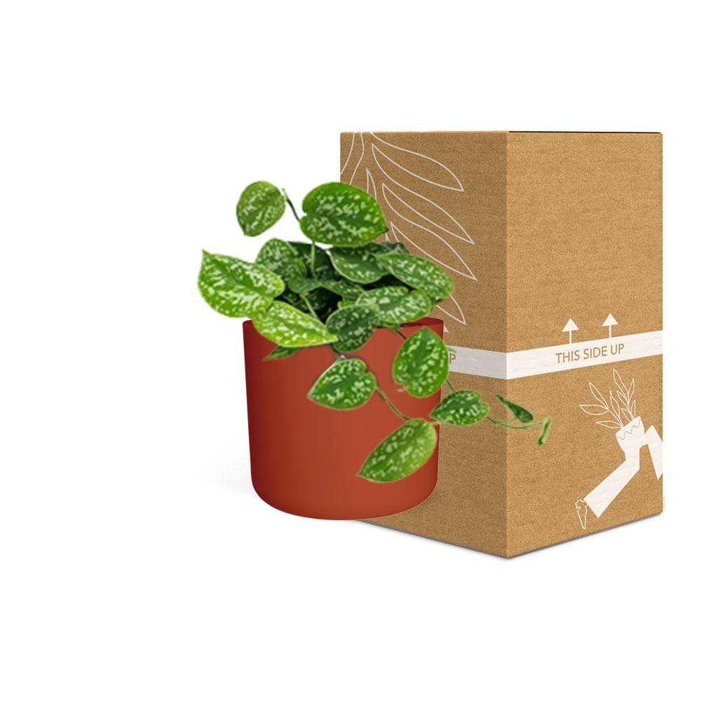 Scindapsus Pictus ‘Argyraeus’ in ELHO b.for soft rond 14cm brique