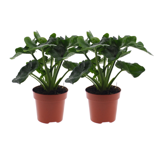 Philodendron Atom 2er-Set – pflegeleicht & modern