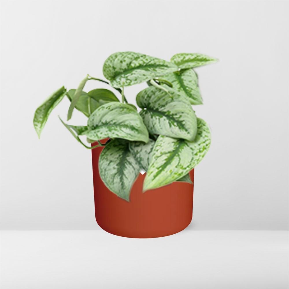 Scindapsus Pictus ‘Trebie’ – pflegeleichte Zimmerpflanze 14cm