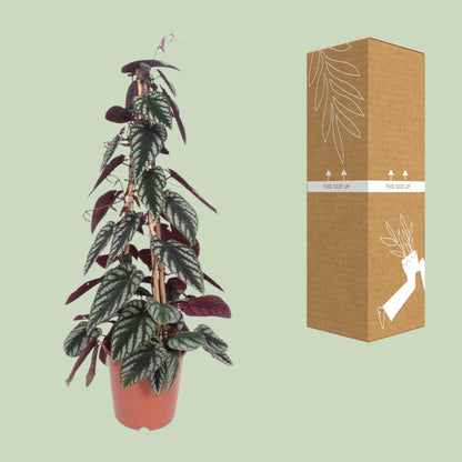 Cissus Antarctica – Pflegeleichte Kletterpflanze Ø24cm