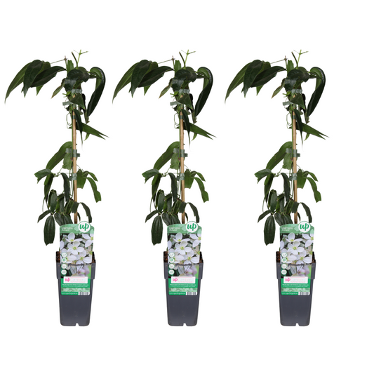 Immergrüne Waldrebe 3er Set – Clematis armandii Ø15cm