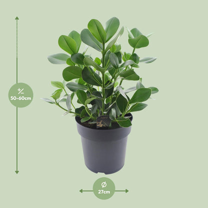 Clusia Rosea Princess – Autogrammbaum Ø27cm, 60cm hoch