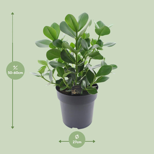 Clusia Rosea Princess – Autogrammbaum Ø27cm, 60cm hoch