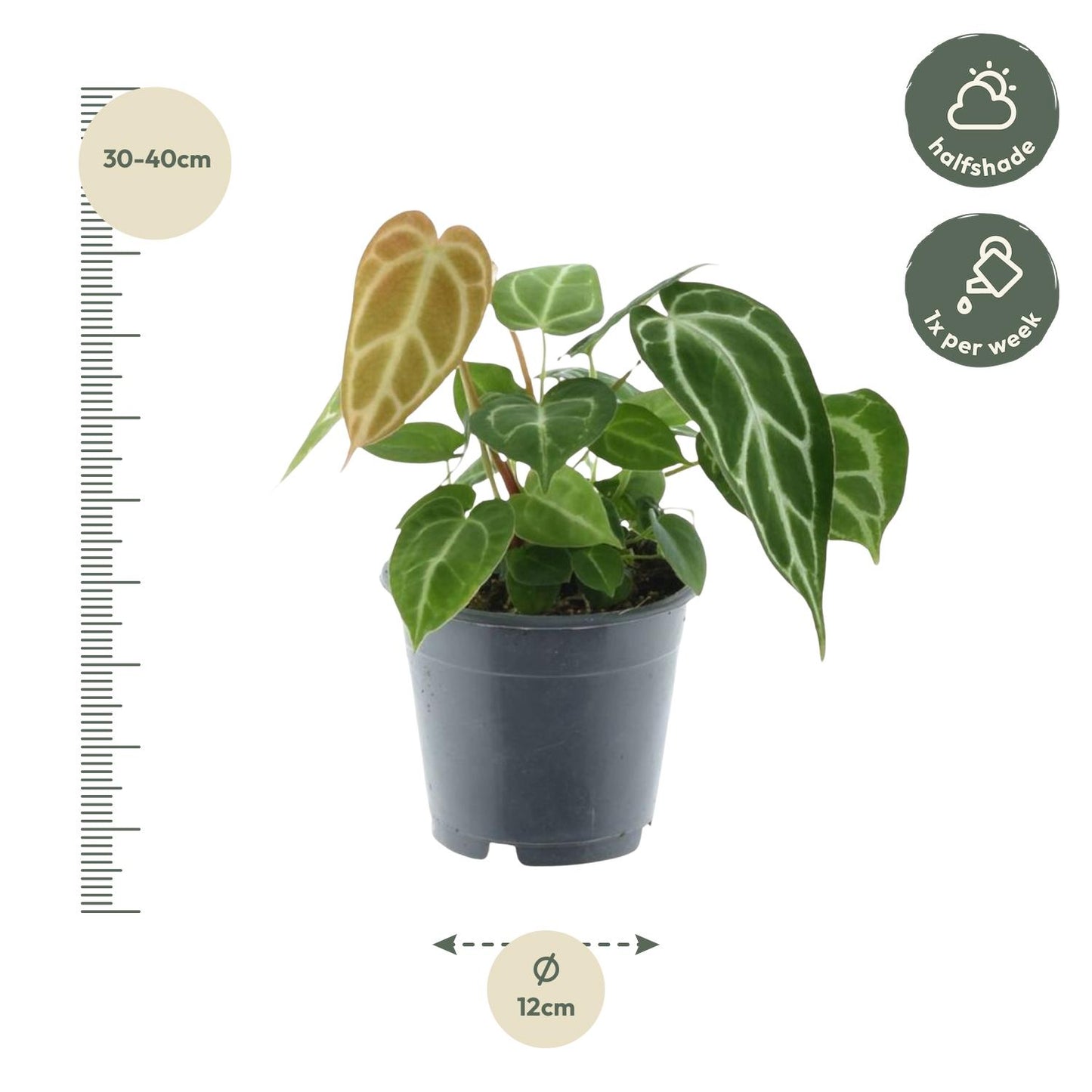 Anthurium Chrystallium – Elegante, pflegeleichte Zimmerpflanze 35 cm