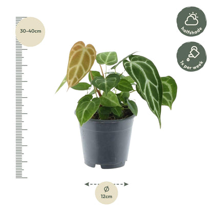 Anthurium Chrystallium – Elegante, pflegeleichte Zimmerpflanze 35 cm