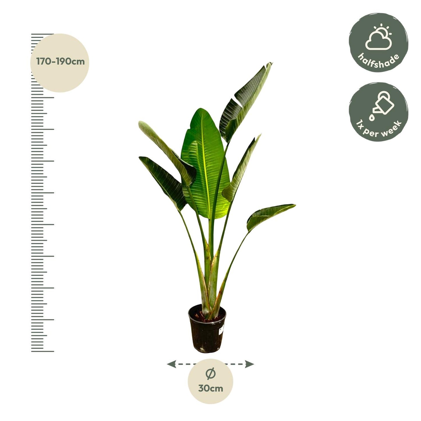 Strelitzia Augusta – Weiße Paradiesvogel-Pflanze 180 cm