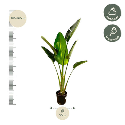 Strelitzia Augusta – Weiße Paradiesvogel-Pflanze 180 cm