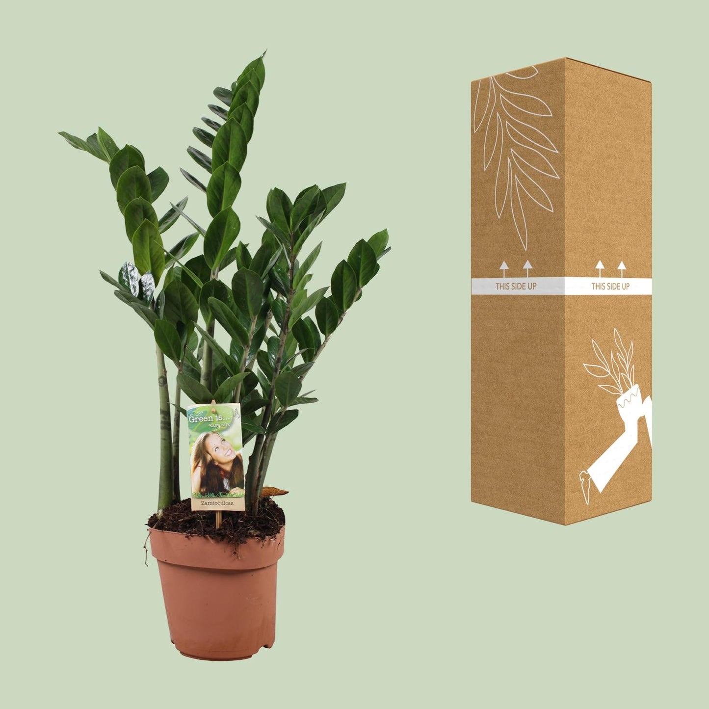 Zamioculcas (ZZ-Pflanze) – Pflegeleichte Zimmerpflanze Ø17 cm