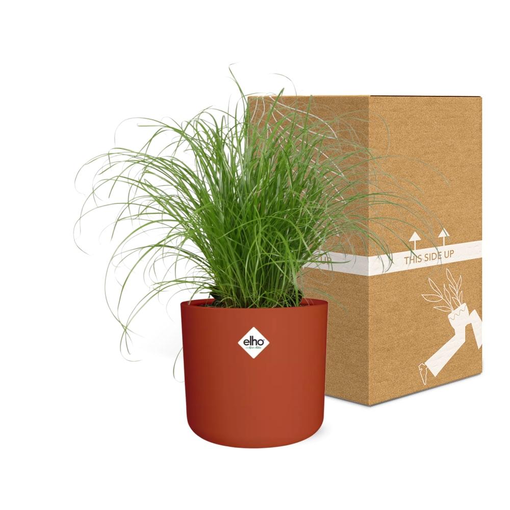 Cyperus alternifolius Schirmgras in ELHO b.for soft 14cm Brique