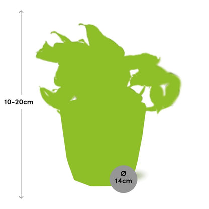 Epipremnum Pinnatum Happy Leaf in ELHO b.for rock 14 cm warm grey