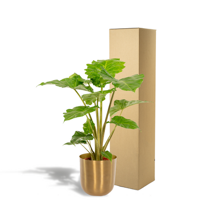 Alocasia Portodora Elefantenohr 80cm im Goldtopf