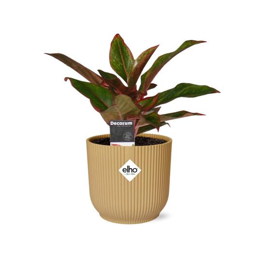 Aglaonema Crete – Pflegeleichte Zimmerpflanze im ELHO Vibes Fold 14cm Gelb