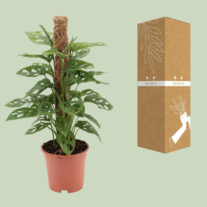 Monstera Monkey – Pflegeleichte Zimmerpflanze Ø17cm
