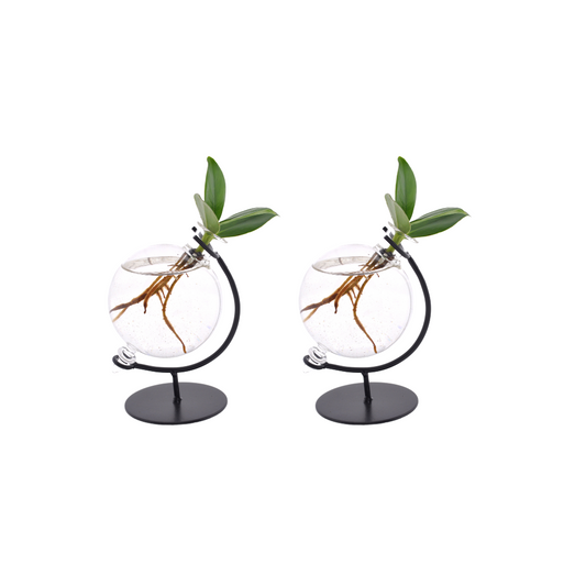 Clusia Hydroponie-Set im Victoria Glas – 2er Set Ø5cm